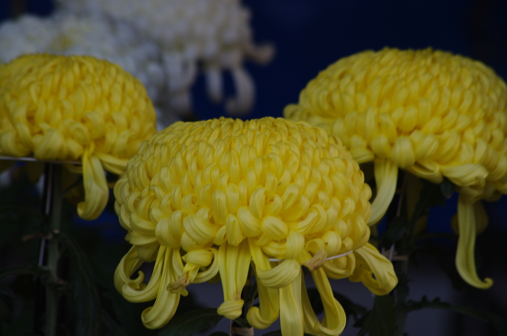 菊　8