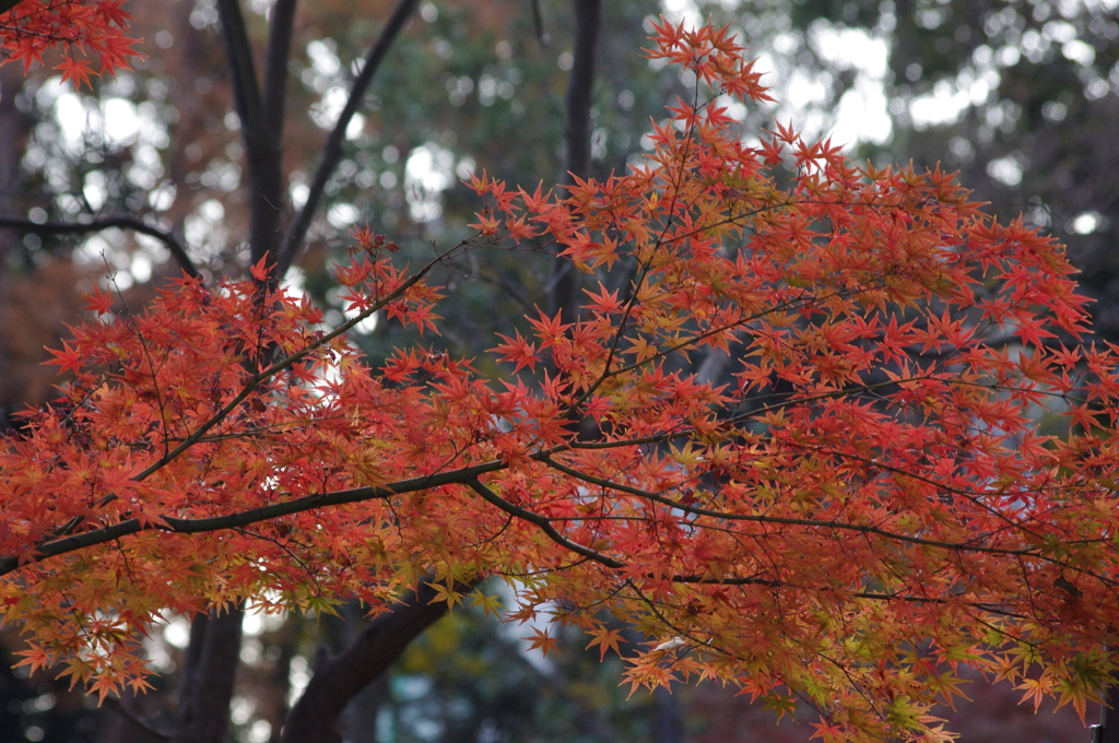紅葉　1