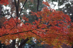 紅葉　1