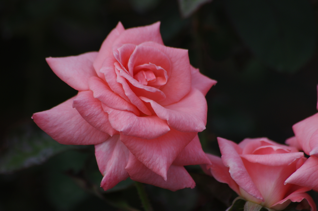 薔薇　5