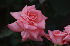 薔薇　5