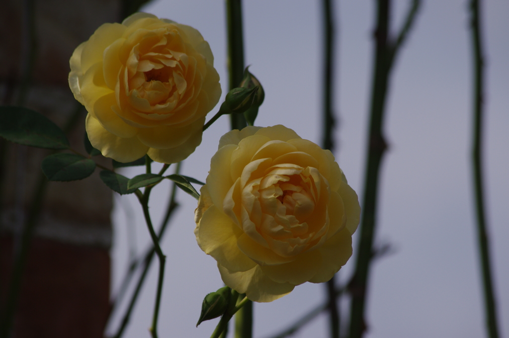 薔薇　7