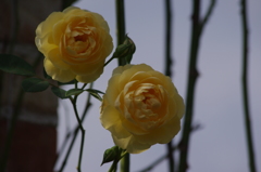薔薇　7