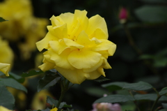 薔薇　13　山下公園