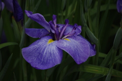 花菖蒲　10