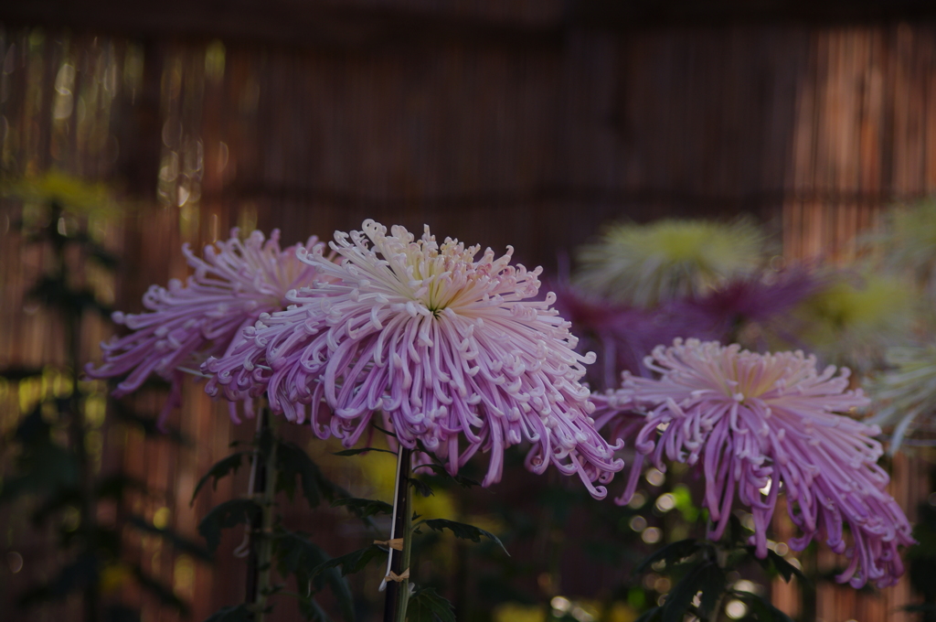 菊　2