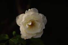 薔薇　4