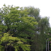 池辺の林