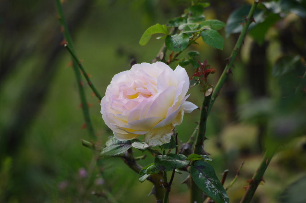 薔薇　2