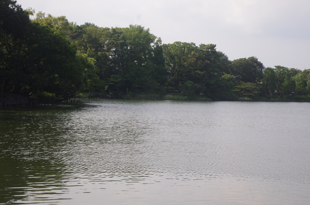 晩夏の池辺　洗足池　