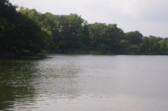 晩夏の池辺　洗足池　
