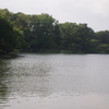 晩夏の池辺　洗足池　