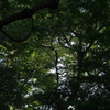 都心の森