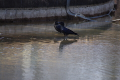 カラスの天国　1　代々木公園