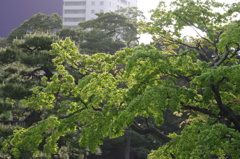 第12回コンテスト　春の陽　旧浜離宮庭園