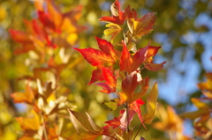 外苑　帰り道の紅葉