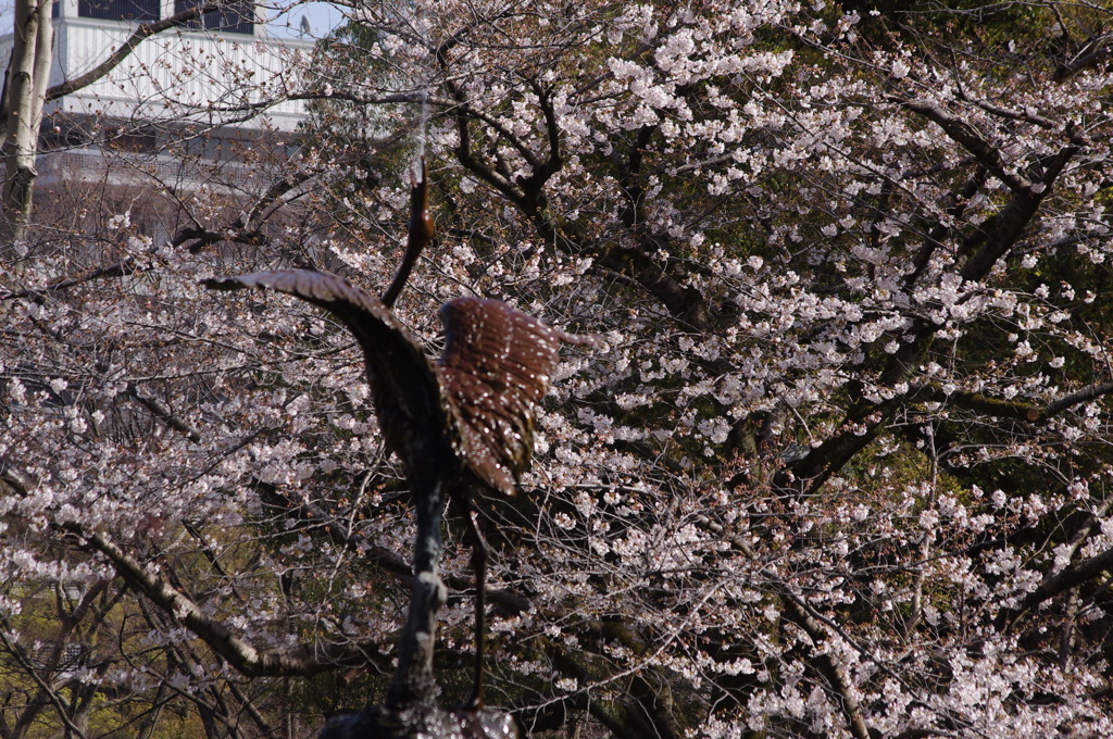 噴水と桜