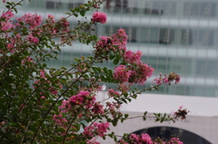 百日紅　旧芝離宮庭園　９月