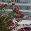 百日紅　旧芝離宮庭園　９月