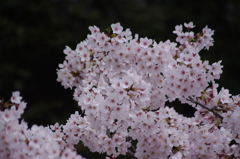 桜　神田川　7