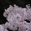 桜　神田川　7