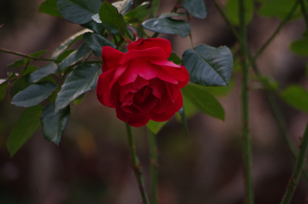 一月の薔薇　3　日比谷公園