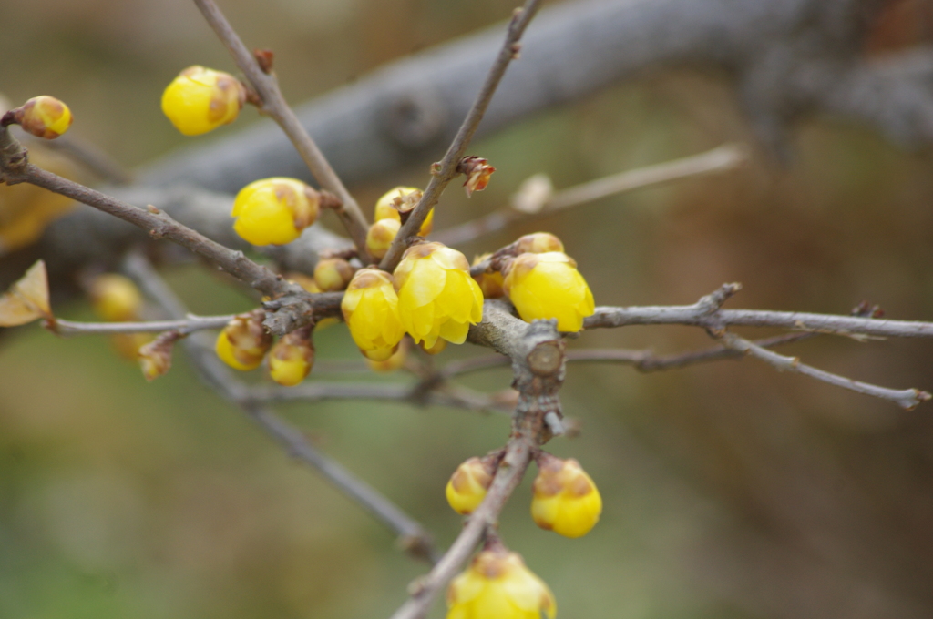 蝋梅　1　旧芝離宮庭園　１月下旬
