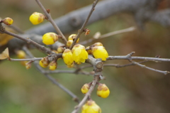 蝋梅　1　旧芝離宮庭園　１月下旬