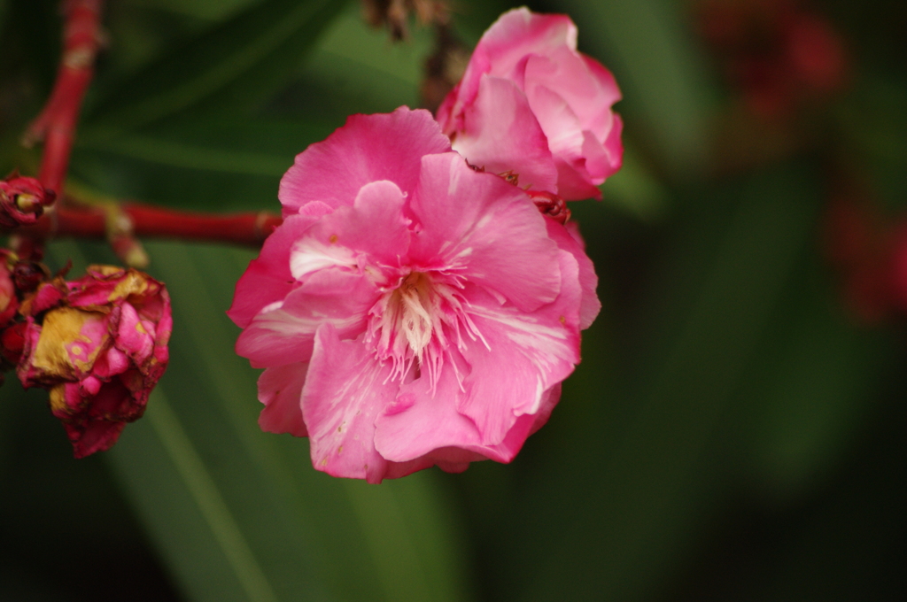 きょちくとう　旧芝離宮庭園　
