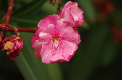 きょちくとう　旧芝離宮庭園　