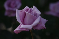 薔薇　7