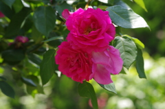 薔薇　1