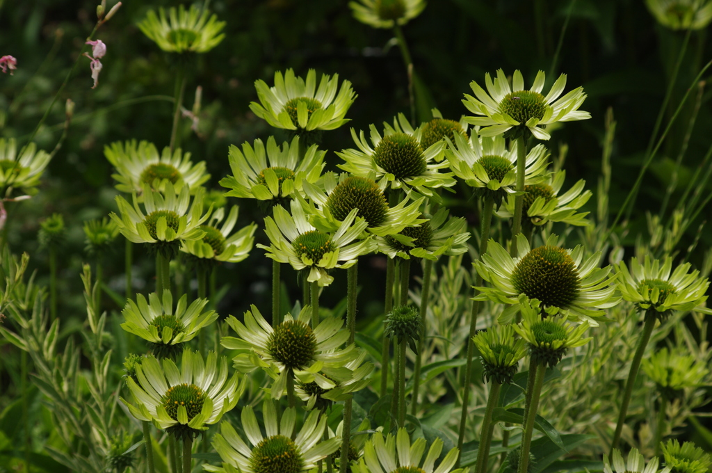 エキナセア　グリーンジュエル
