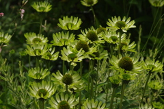 エキナセア　グリーンジュエル