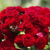 薔薇　6