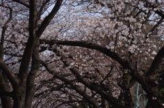 花のアーケード