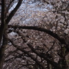 花のアーケード