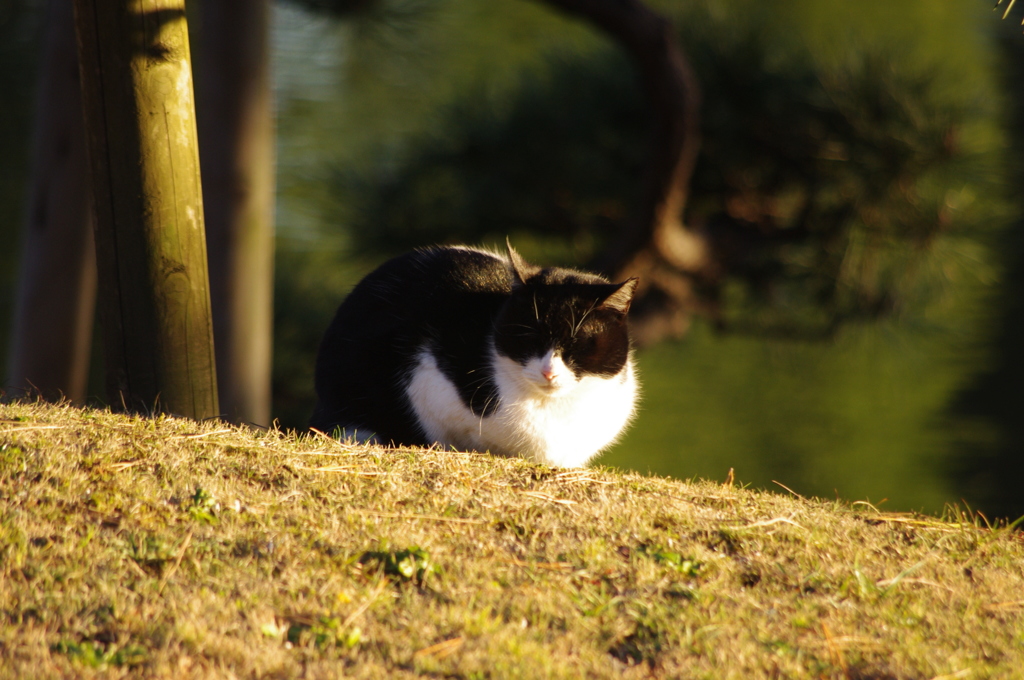 猫