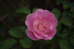 秋薔薇　1