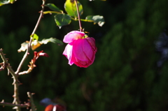 薔薇　2