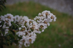 大師公園　2　　８月