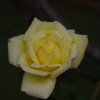 薔薇　2