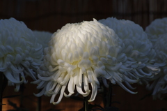 菊　1　日比谷公園　１１月