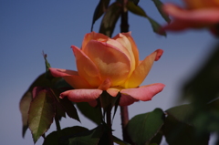 横浜の薔薇　13