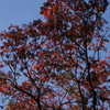 紅葉　1