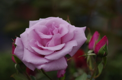 薔薇　7　山下公園　7