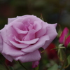 薔薇　7　山下公園　7