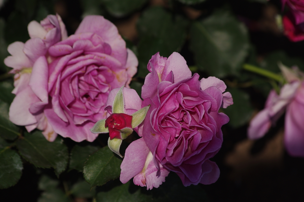 薔薇　15