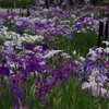 花菖蒲　4