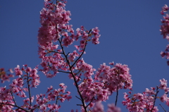 陽光桜　1